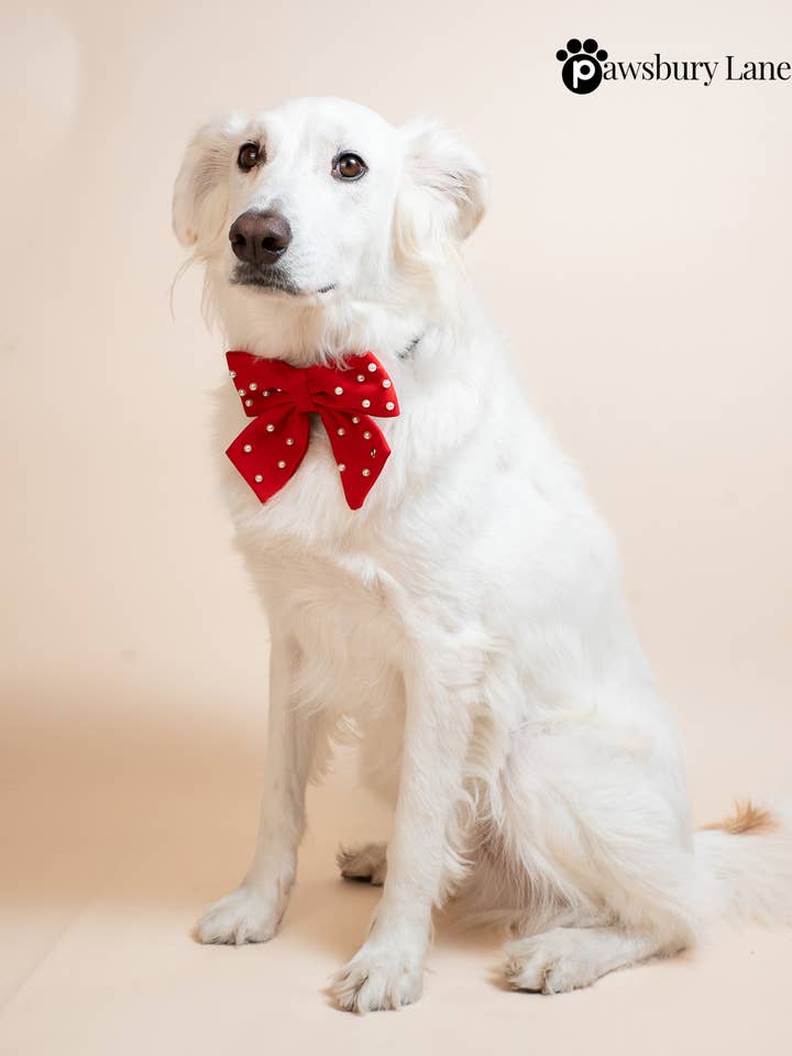 Arc pour animaux - Sucre et Perles - Rouge pour la vente par Pawsbury Lane