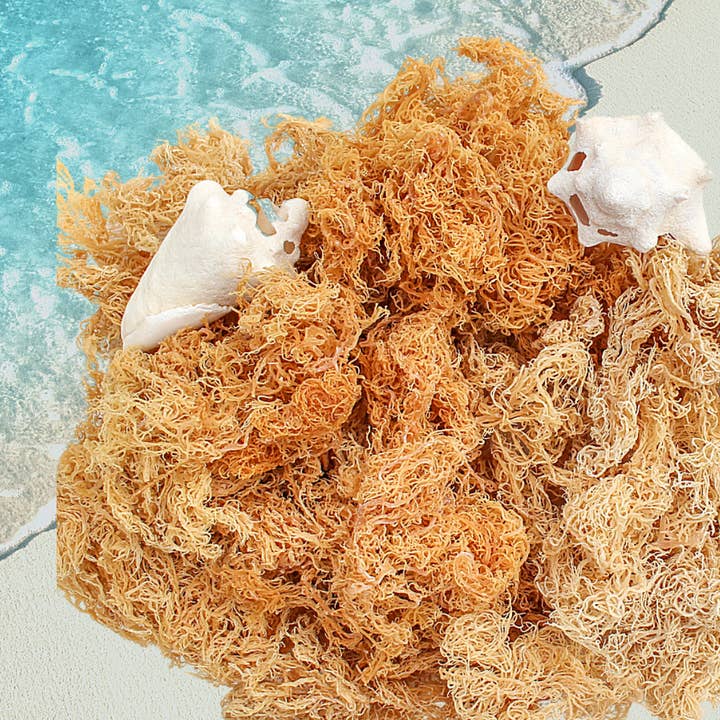 Atlantic Gold Sea Moss - Wholesale Oral supplement/vitamin - Gold Sea Moss, 1 LB, Wild-harvested | Lab-tested1