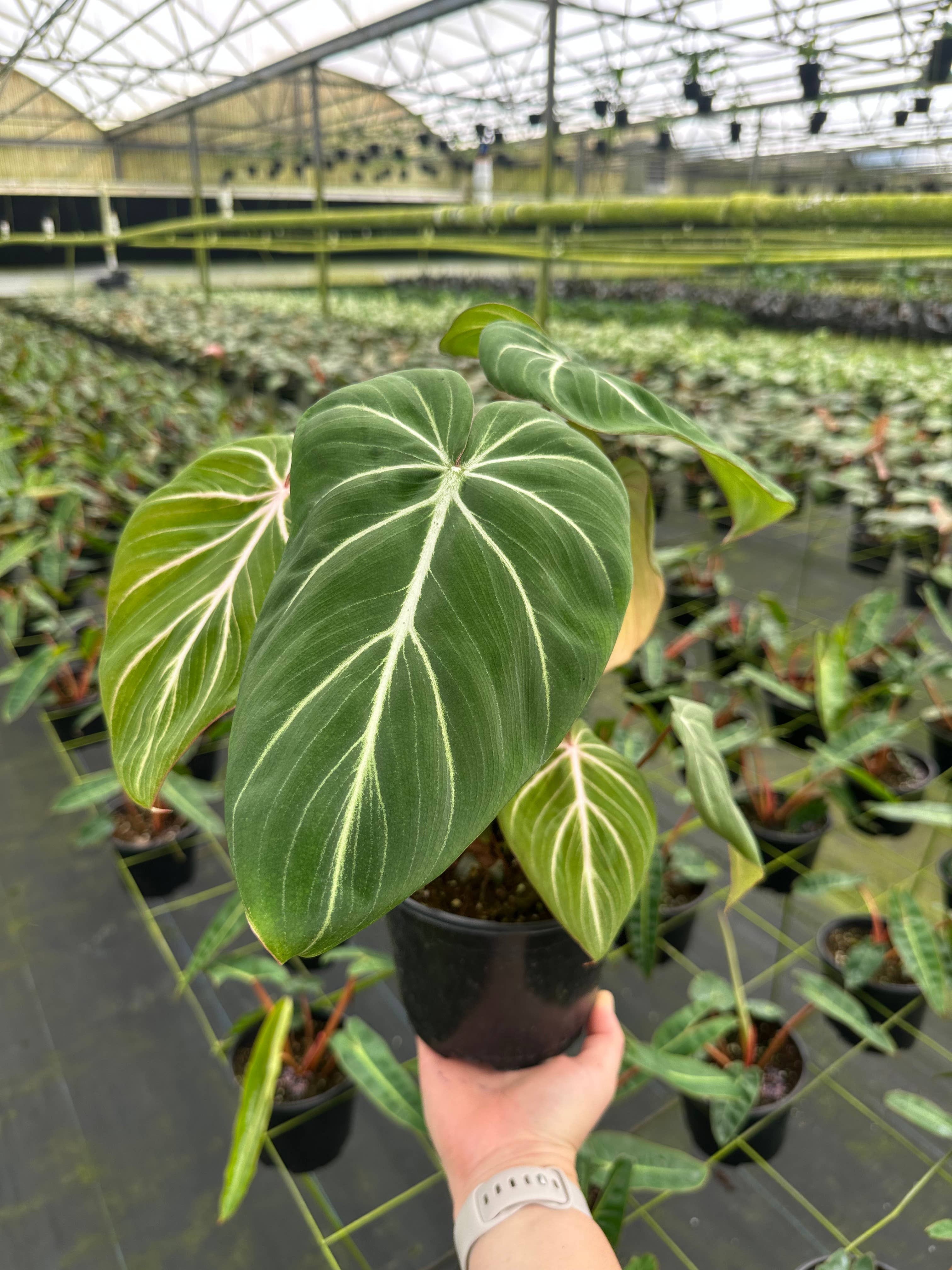 Central Florida Ferns & Foliage - Wholesale Live Plant - PHILODENDRON Gloriosum Live Plant 6in2