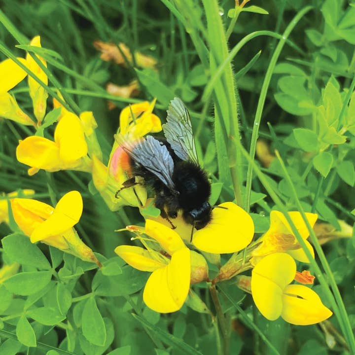 Urbee – Engroshandel Læringskort - Børn og baby – Bee Box - kun tilgængelig i Storbritannien9