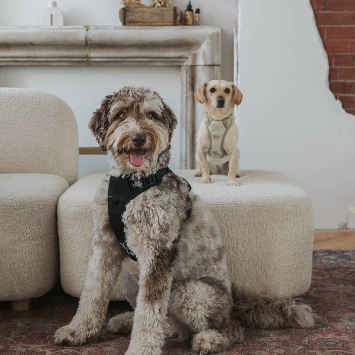 dexypaws - Wholesale Pet Harness - Dog - No-Pull Dog Harness - Black2