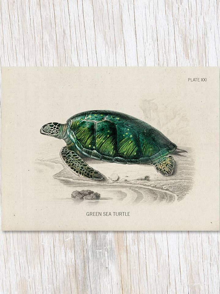 Cartão de Espécime de Tartaruga Marinha (Caixa de 6) por atacado de Cognitive Surplus