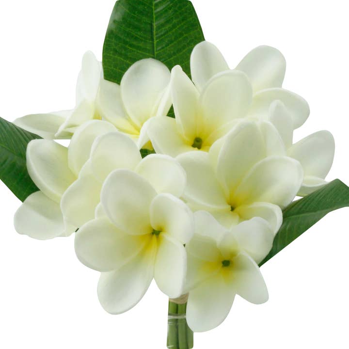 Angel Isabella - Wholesale Artificial Flowers - 10Stems Bundle-Ultra Realistic Tropical Plumeria Frangipani
