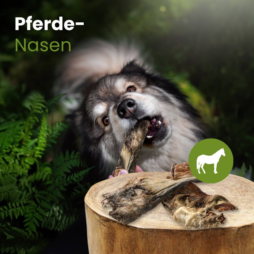 Kauartikel.com GmbH – Couro/osso para cão - Cão por atacado – Narizes de cavalo1