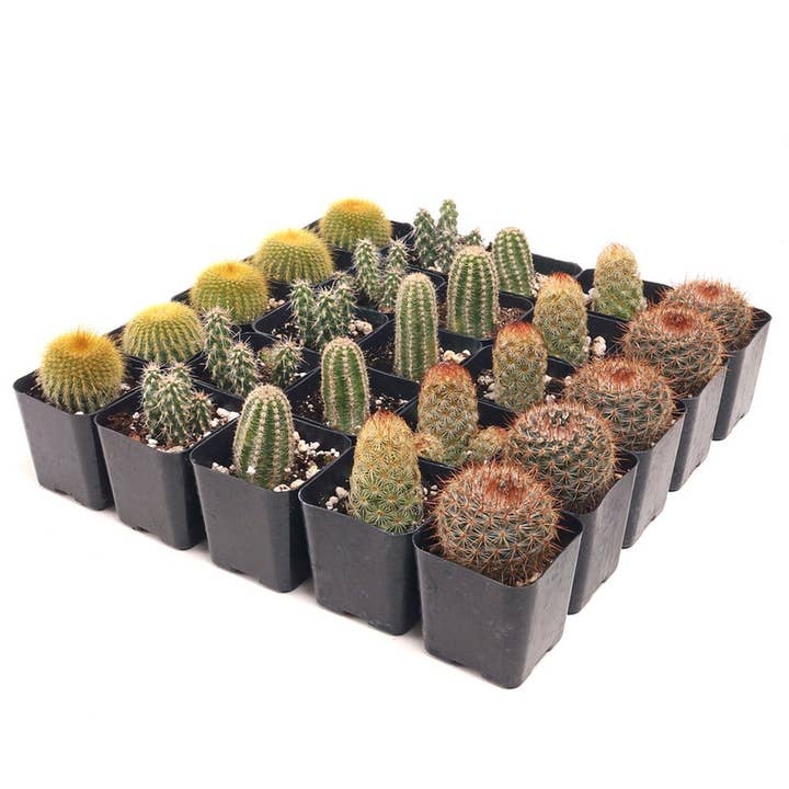 25-Pack Cactus Succulent Pack, 5 Varieties, Live Plants for wholesale by Best Plant Friend