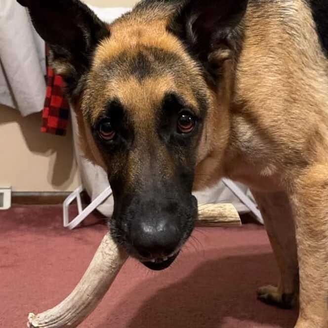 Heartland Antlers - Wholesale Pet Chew Toy - Dog - Deer Antler Chew - Extra Large (65-85 lbs)3