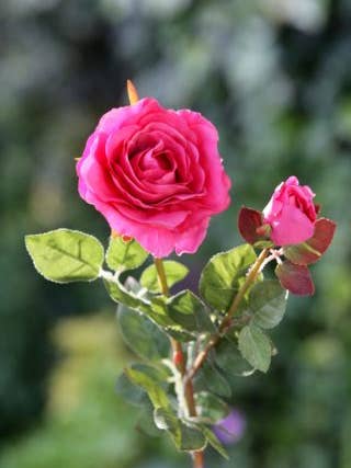 Artificial Bright Pink Hybrid Tea Rose with Bud for wholesale by Mezu Silk Flowers