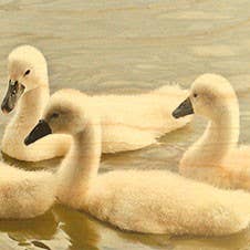 Bookmark Wood Swans Brothers Religion for wholesale by Hironwoods