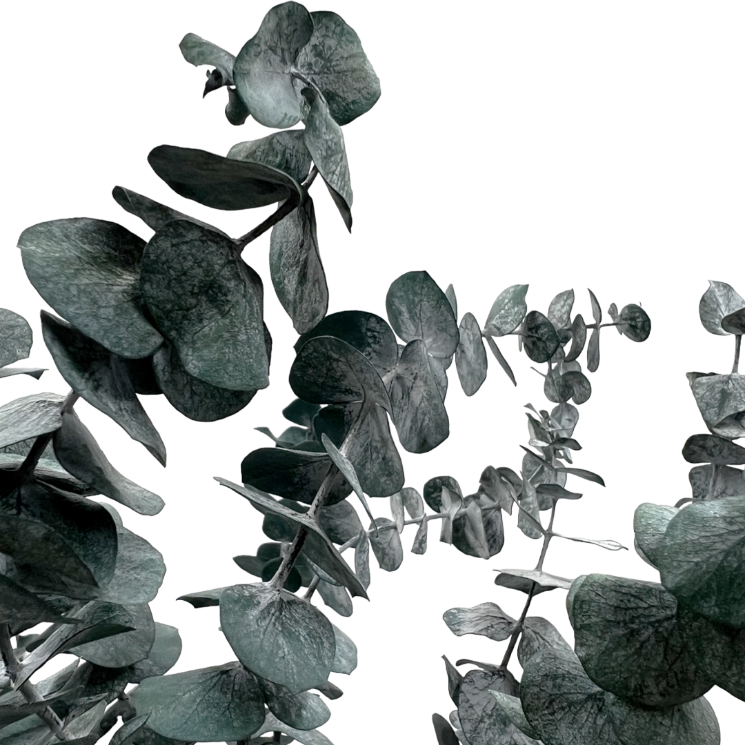 2626 Designs - Vente Fleur séchée/pressée - Feuilles d'eucalyptus petites préservées de 43 à 53 cm de long9