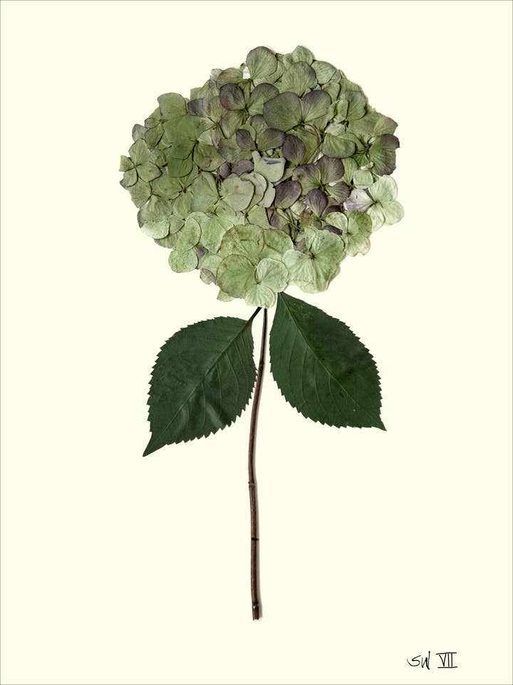 Herbarium Sage Pressed Hydrangea VII - Framed Botanical Art Print for wholesale by Homegrown Art Co