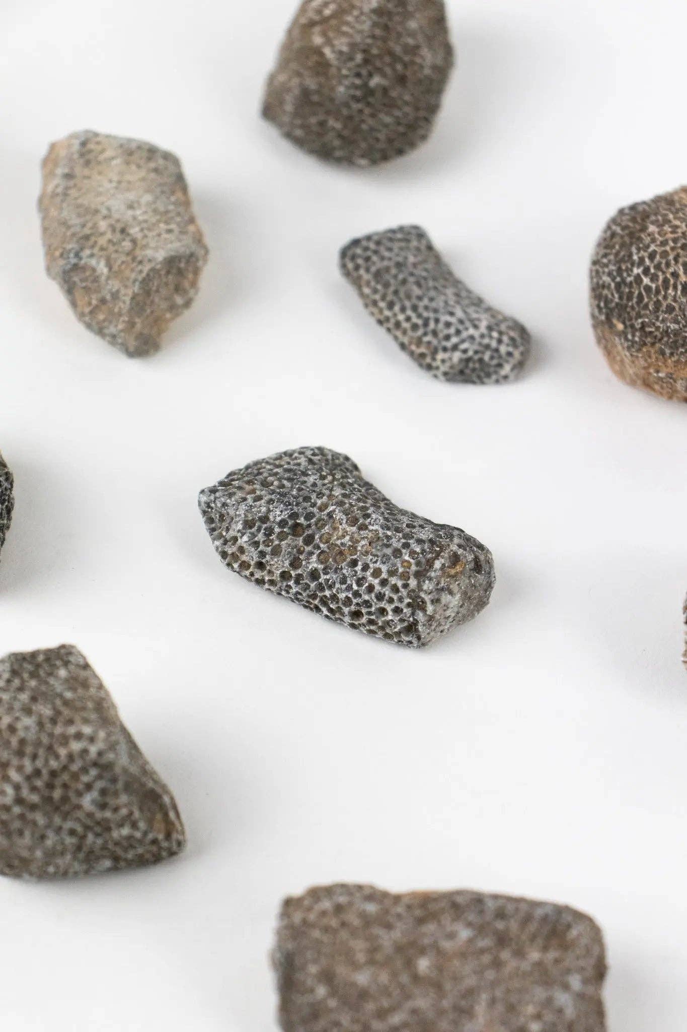 Stemcell Science Shop - Vente Décorations de table - Fossile de Bryozoa1