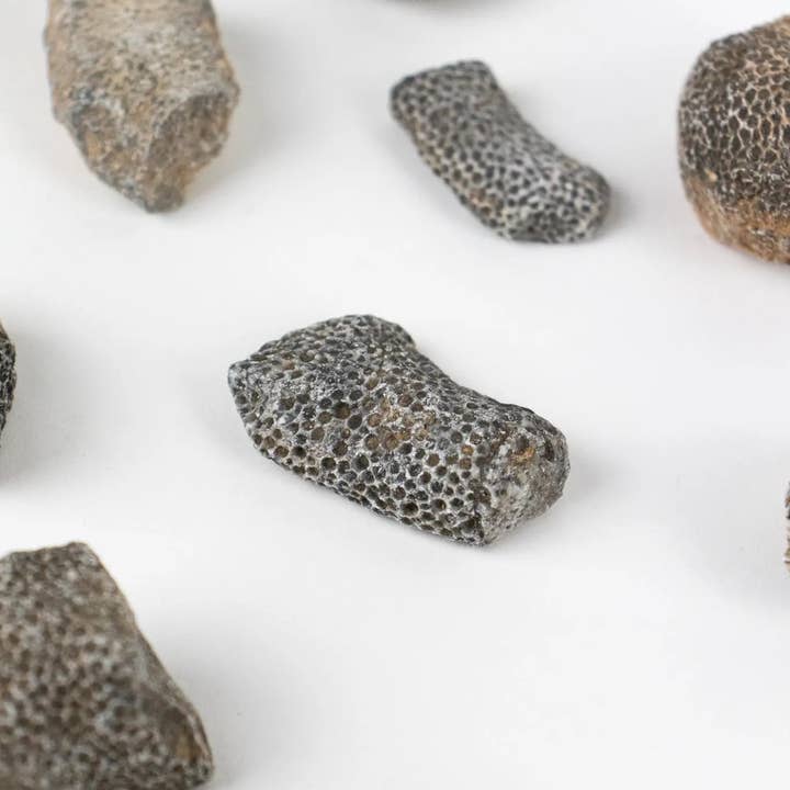 Stemcell Science Shop - Vente Décorations de table - Fossile de Bryozoa1