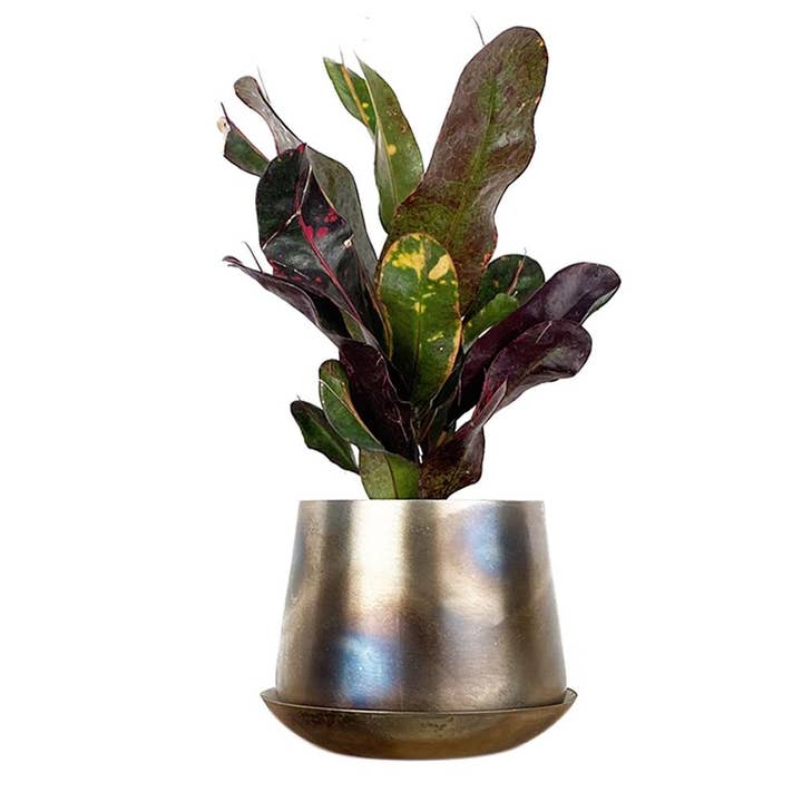 Chive - Wholesale Plant Pot - Joe Metal Flower Pots And Planters With Drainage Hole Saucer22