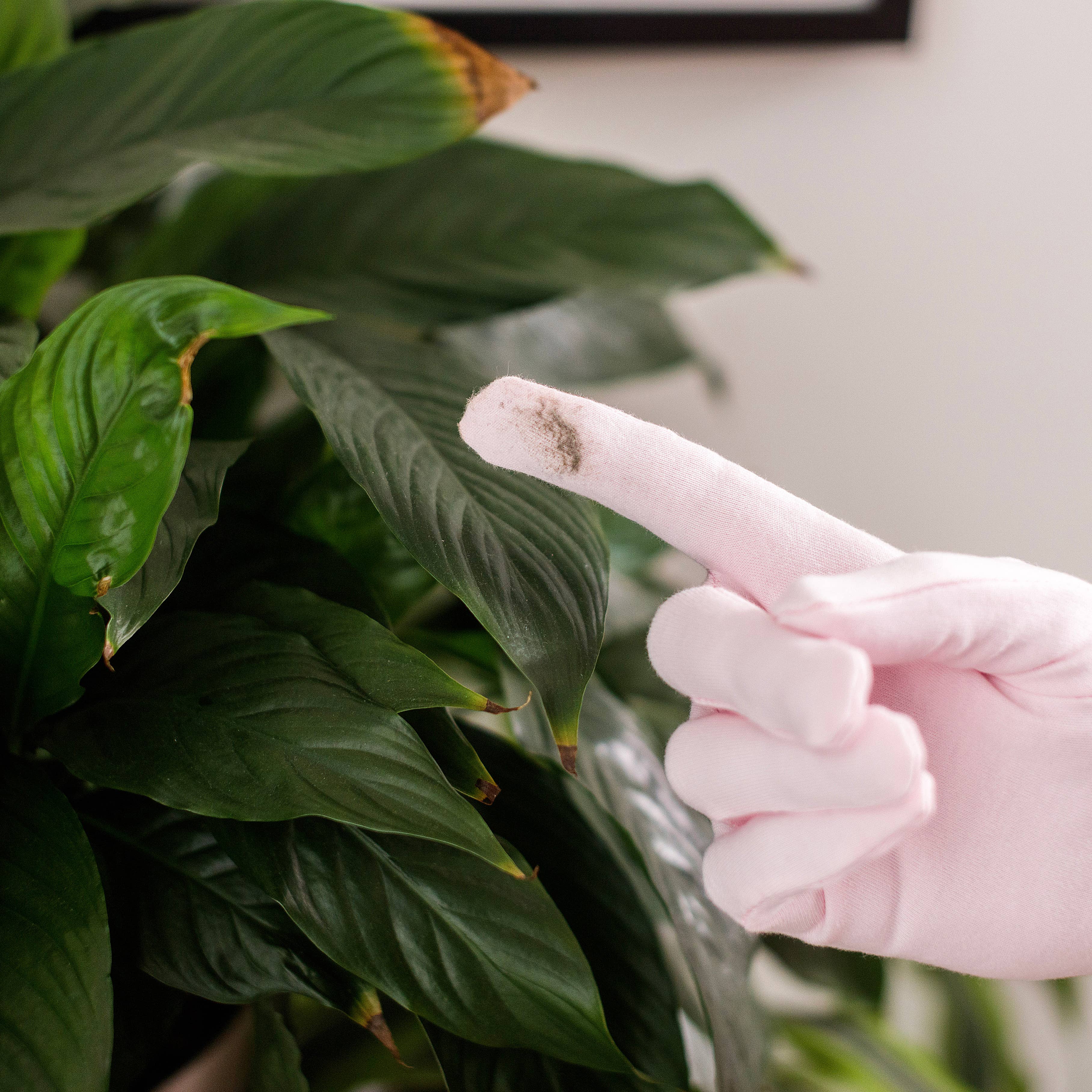 Bubblegum Stuff US - Vente Gants de jardin - Gants à épousseter pour plantes d'intérieur | Entretien des plantes | Cadeaux de jardinage2