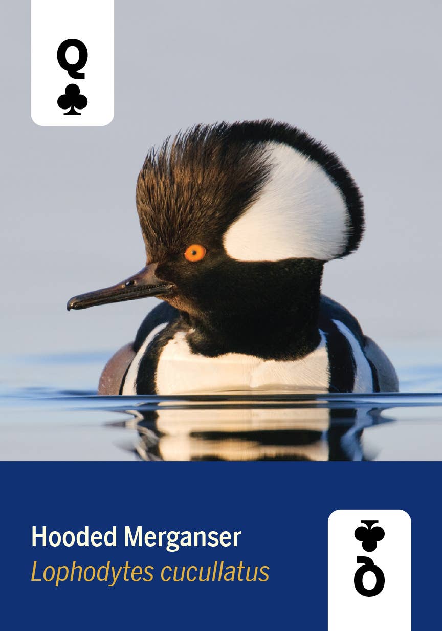 Mountaineers Books - Wholesale Playing Cards - Birds of North America Deck 52 Playing Cards2