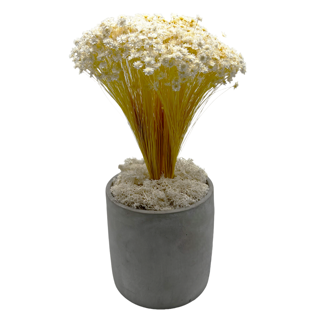 2626 Designs - Wholesale Dried/Pressed Flowers - Preserved Reindeer Moss in Multiple Colors8