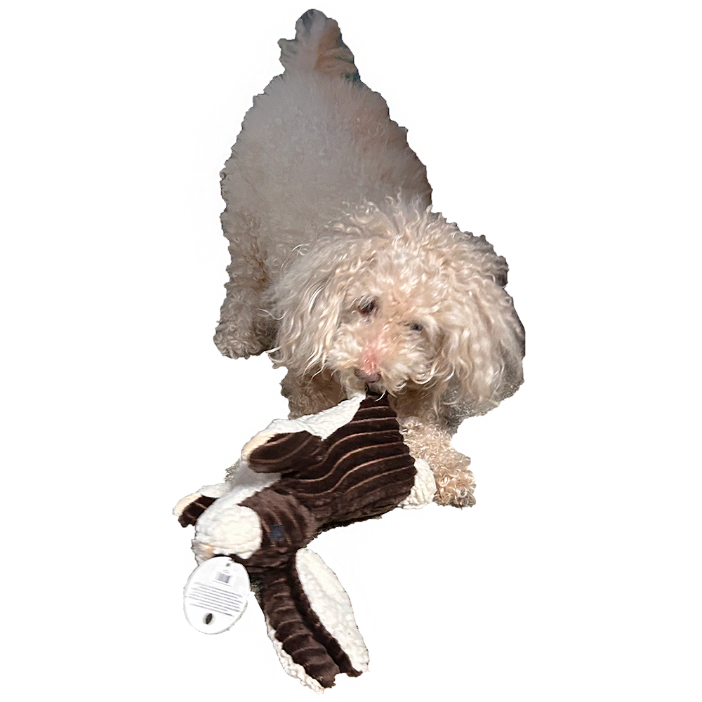 Texas Toy Distribution – Großhandel Plüschtier – Hund – Kleines Hundespielzeug aus strukturiertem Plüsch mit Quietschfunktion, braun, Hasenmotiv2