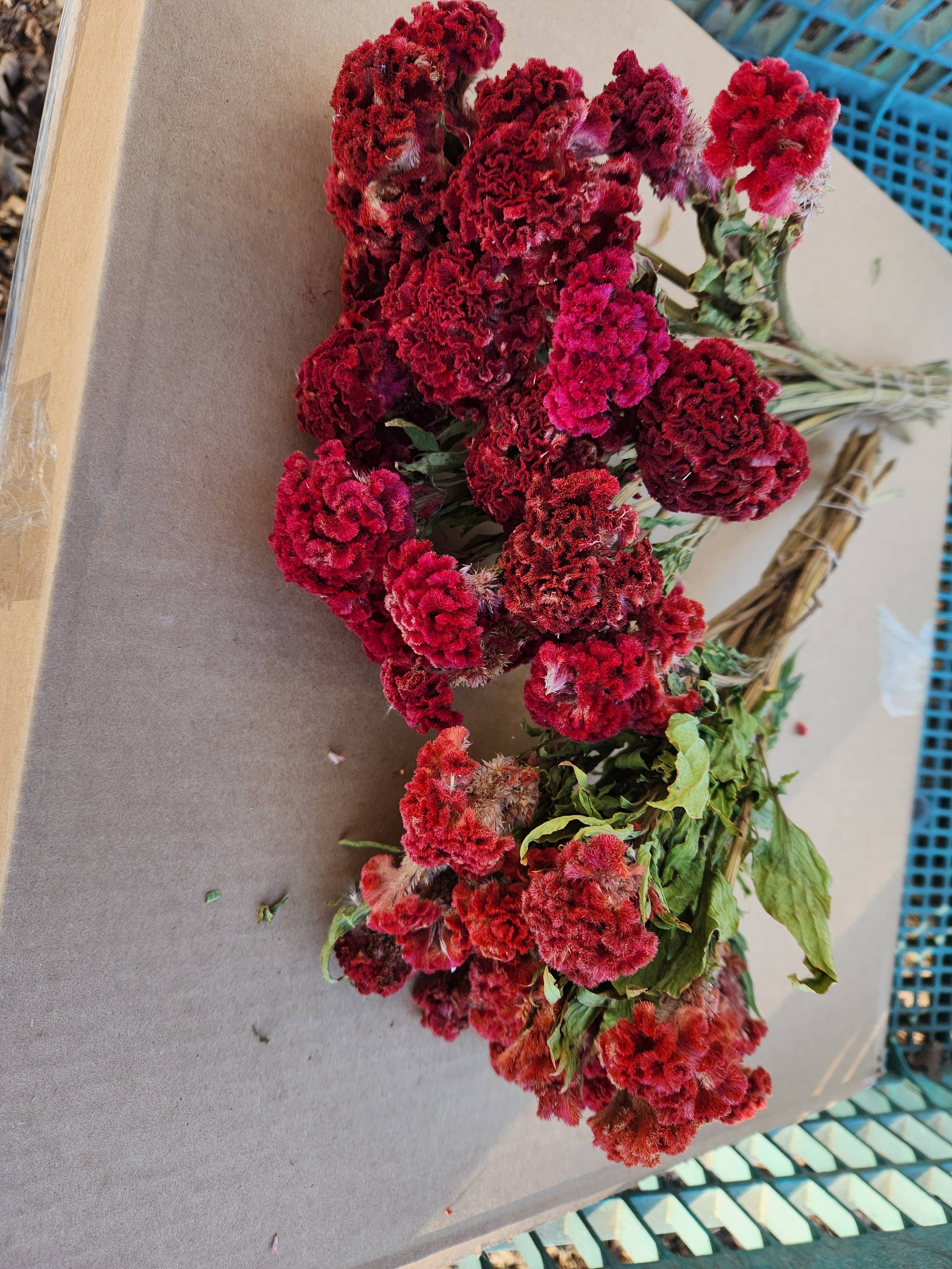 Alissas Flower Farm - Wholesale Dried/Pressed Flowers - Dried Celosia, Comb4
