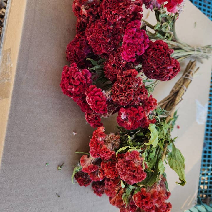 Alissas Flower Farm - Wholesale Dried/Pressed Flowers - Dried Celosia, Comb4