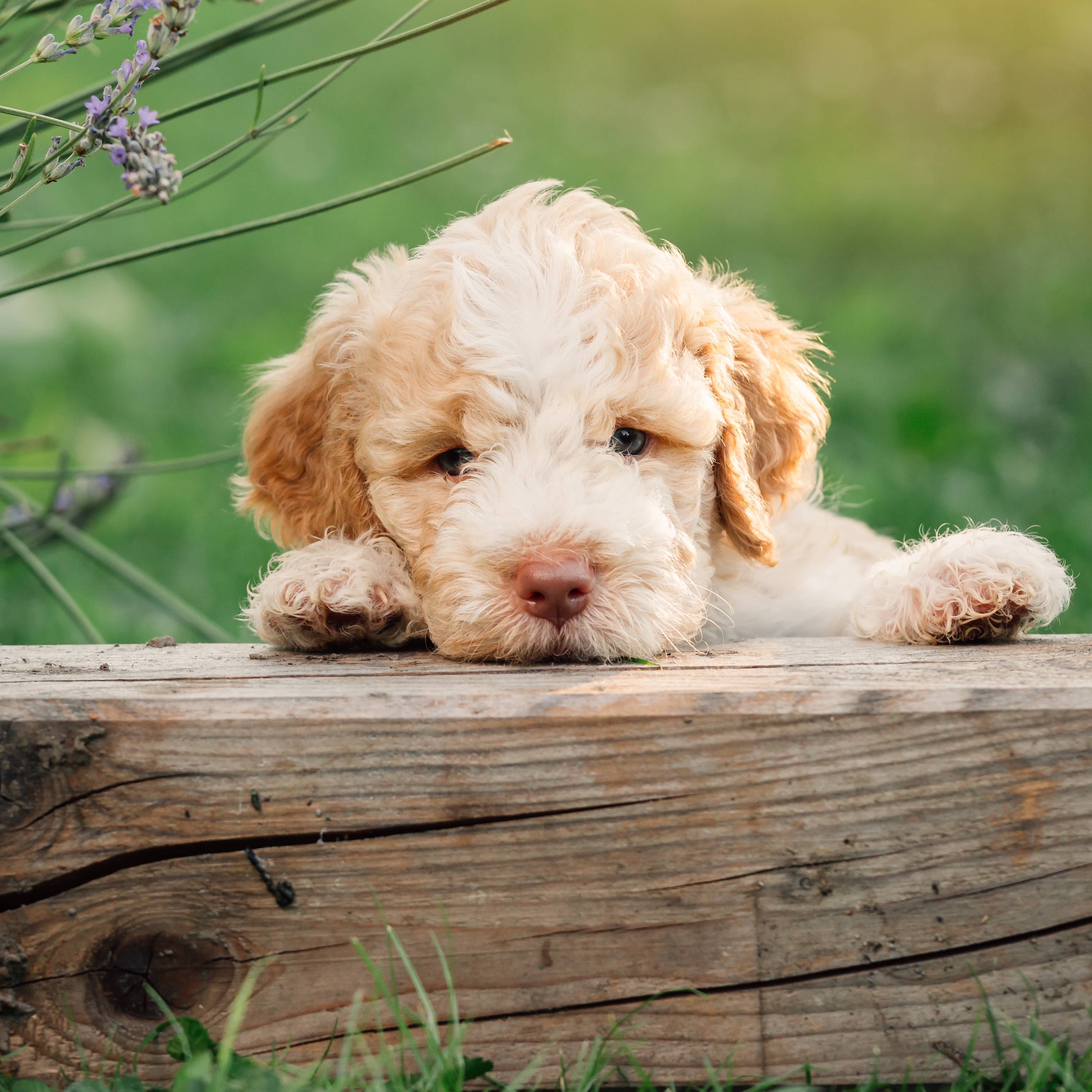 Ancol Pet Products Ltd - Wholesale Pet Shampoo - Dog - Puppy Shampoo Pure & Mild 200ml2