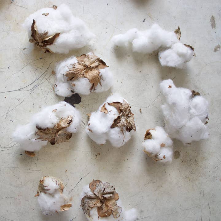 Roxanne's Dried Flowers - Wholesale Dried/Pressed Flowers - Cotton Bolls2