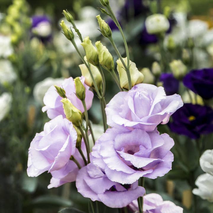 Plantgem - Wholesale Live Plant - Echo Lavender Lisianthus Plants