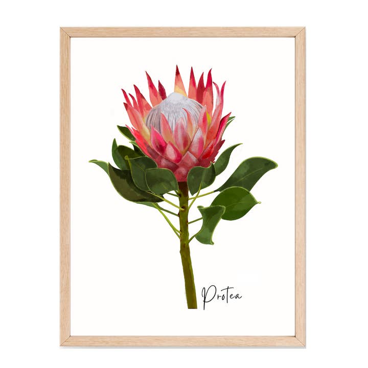 AGCP1004: Protea Flower Poster for wholesale by Australiana Gifts Co