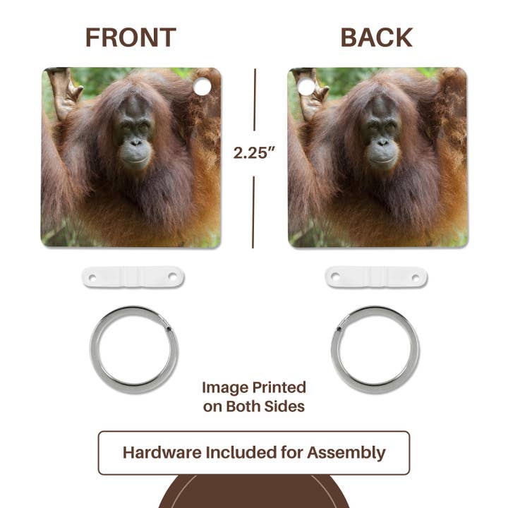 3dRose - Wholesale Keychain - Unisex - 3dRose, Bornean Orangutan primate, Borneo, Malaysia - AS23 CMI0182 - Cindy Miller Hopkins, Key Chain4