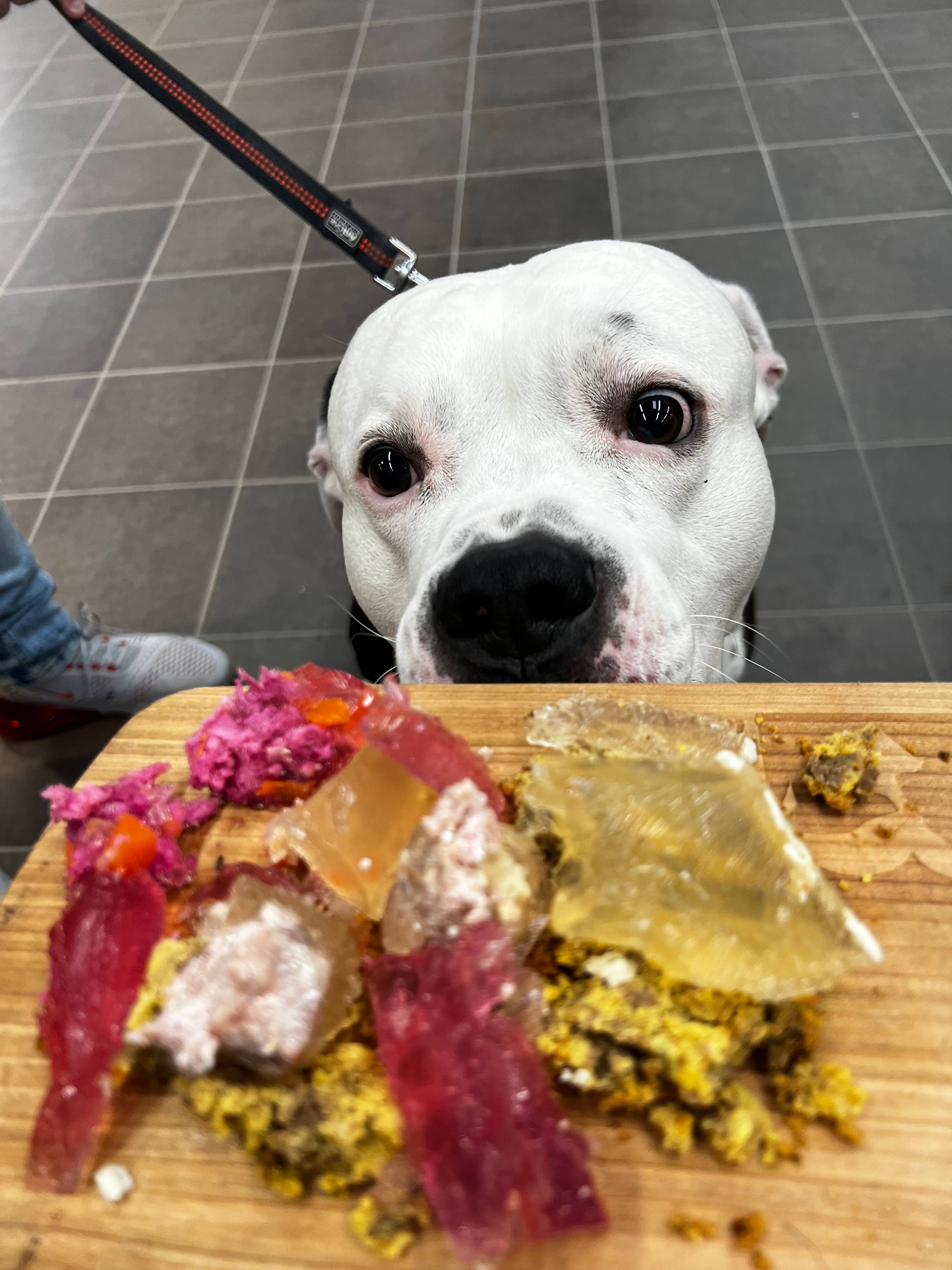 Meister Handelsmarken GmbH - Vendita all'ingrosso Snack - Cani - UNICORN DOG JAM - Paté per Cani con Pollo, Verdure e Barbabietola8