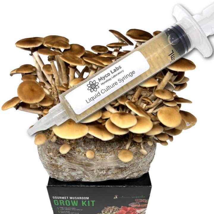 Siringa di coltura liquida di Pioppino Pioppo Nero (10cc) per la vendita all'ingrosso da parte di Midwest Grow Kits