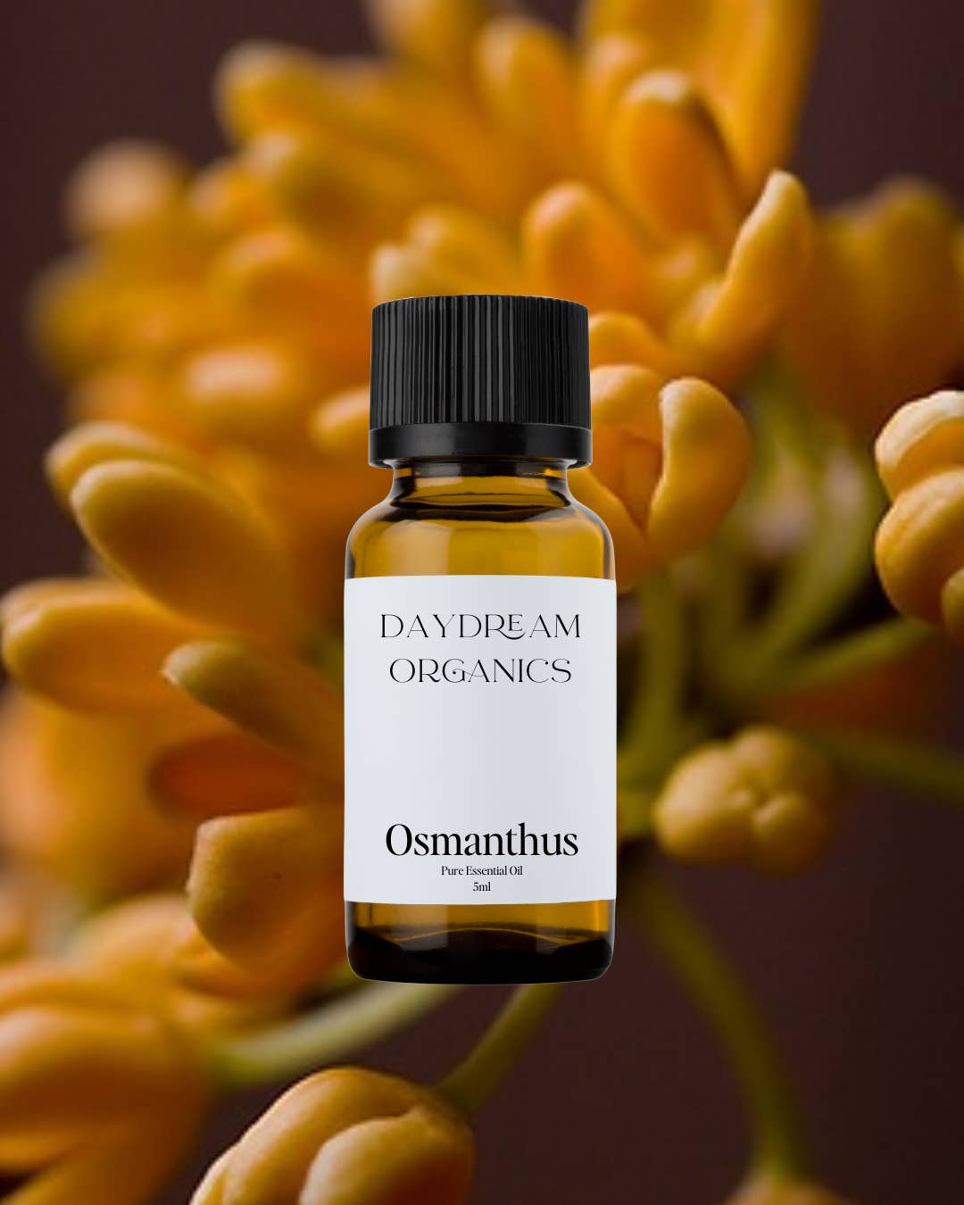 Daydream Organics | Prairie Doctor Brand - Wholesale Essential Oil - Osmanthus Essential Oil