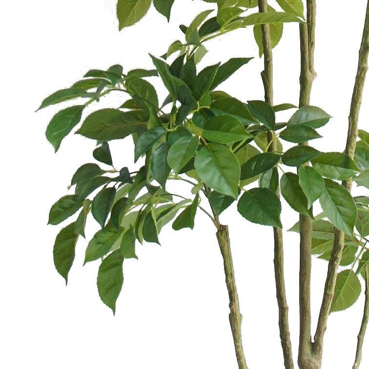 Leaf Design UK LTD – wholesale Artificial plant – 180cm Radermachera Realistic Artificial Tree1