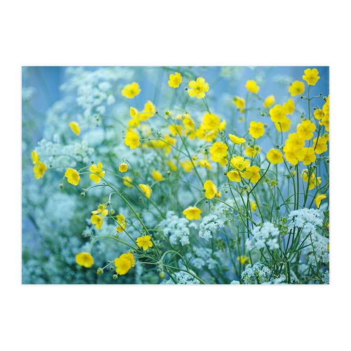 Postkort "Ranunkel elsker kørvel" for engroshandel hos paruspaper. nutzfeine papeterie