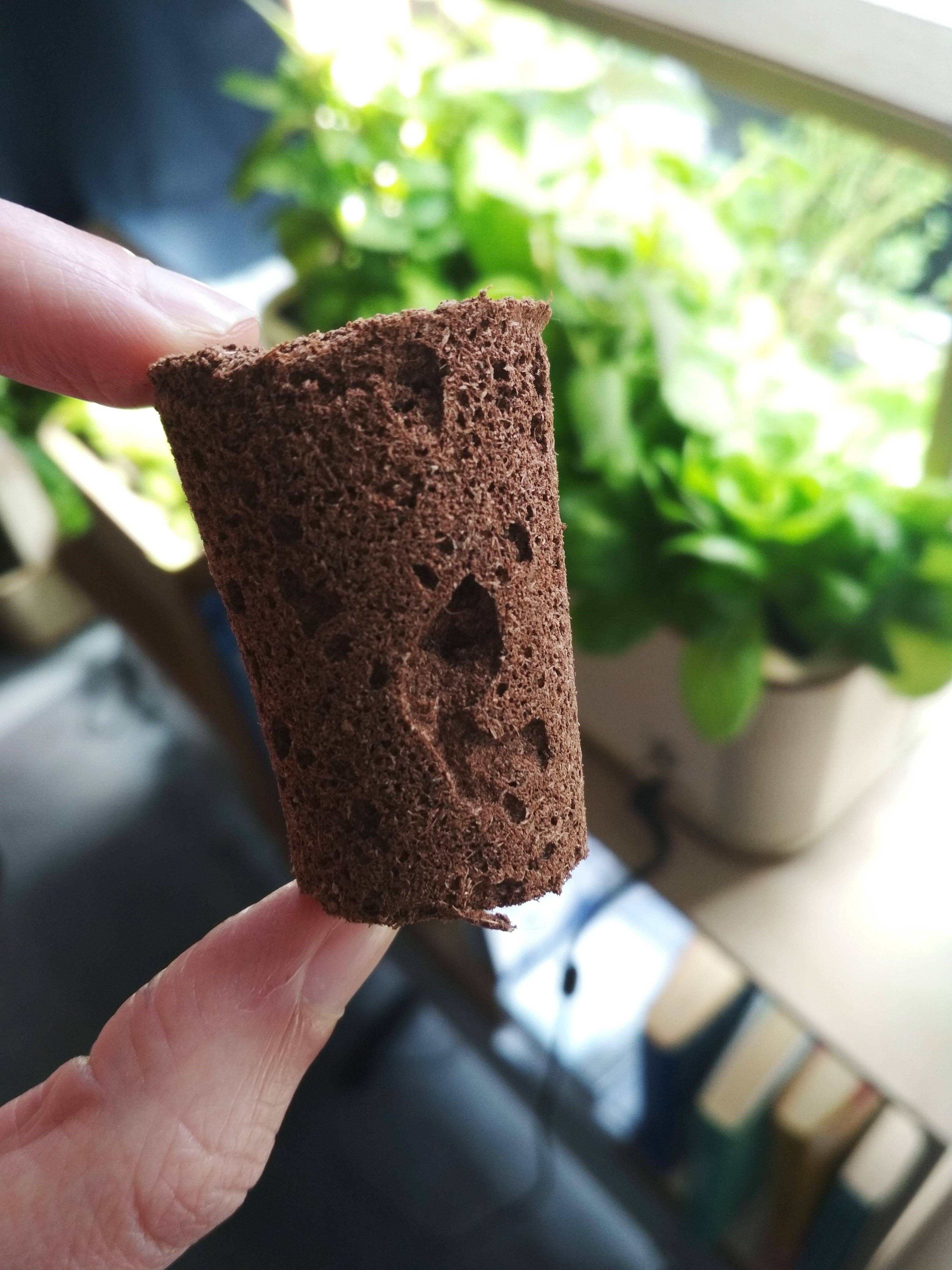 BerlinGreen - Wholesale Plant Seeds - PlantPlugs | Starter Set 8 Pack1