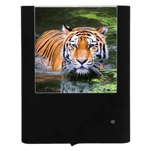 Tiger for wholesale by Nightlight Studio