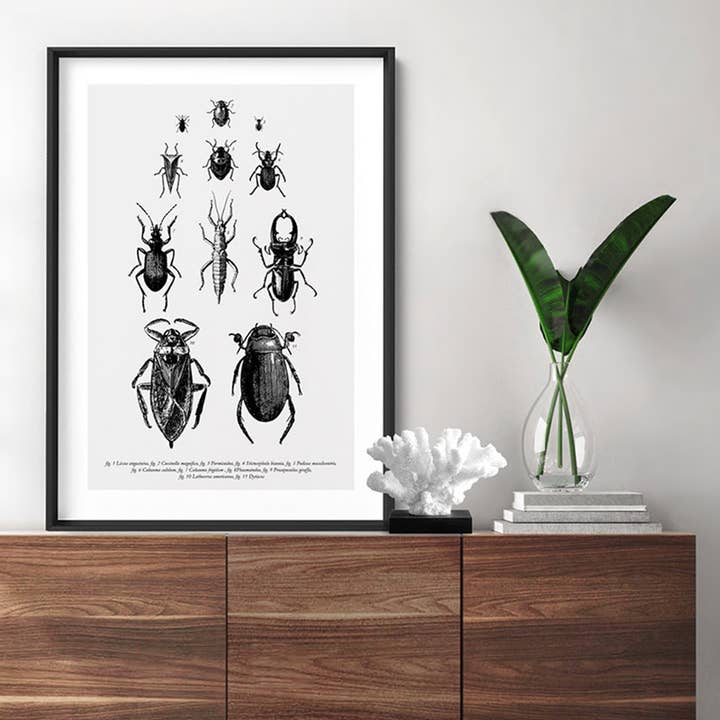 PRINT AND PROPER - Wholesale Art print - Vintage Beetle Print. Entomology Art Print. Insect Wall Art1