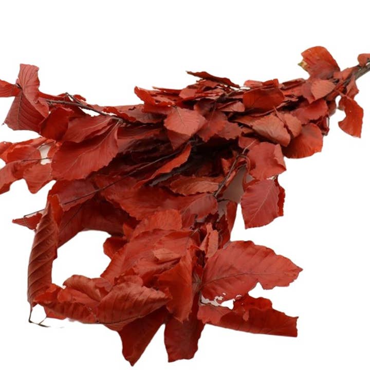 Dutch Flower Studio - Wholesale Dried/Pressed Flowers - Dried flowers - Beech leaf - 60 cm - decoration - dried3