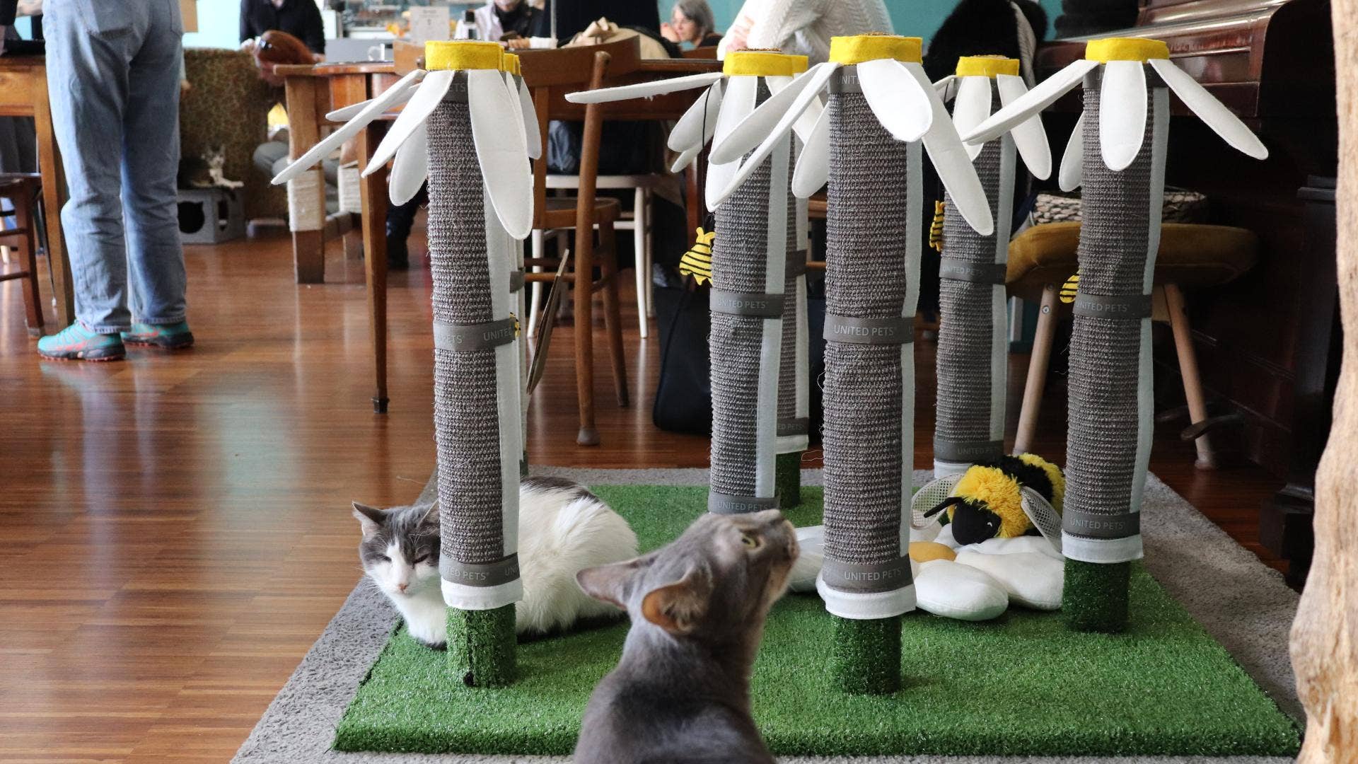 United Pets - Wholesale Pet Scratcher - Cat - Daisy-shaped table leg scratcher for cats6