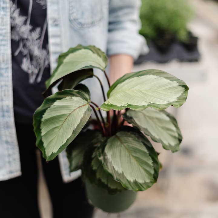 Anna's Garden, Home and Wellness - Wholesale Live Plant - 4" Calathea Assorted 3
