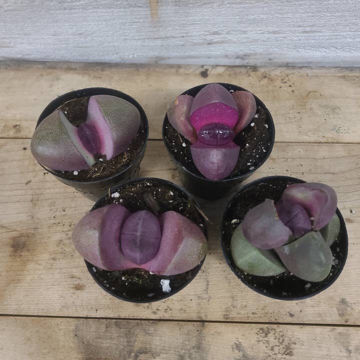 Buzz + Thrive Gardens – wholesale Succulent – Pleiospilos nelii 'Royal Flush' 2