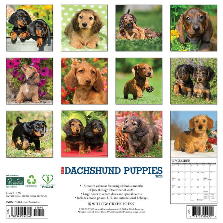 Willow Creek Press & Gifts - Wholesale Calendar - Dachshund Puppies 2025 Wall Calendar