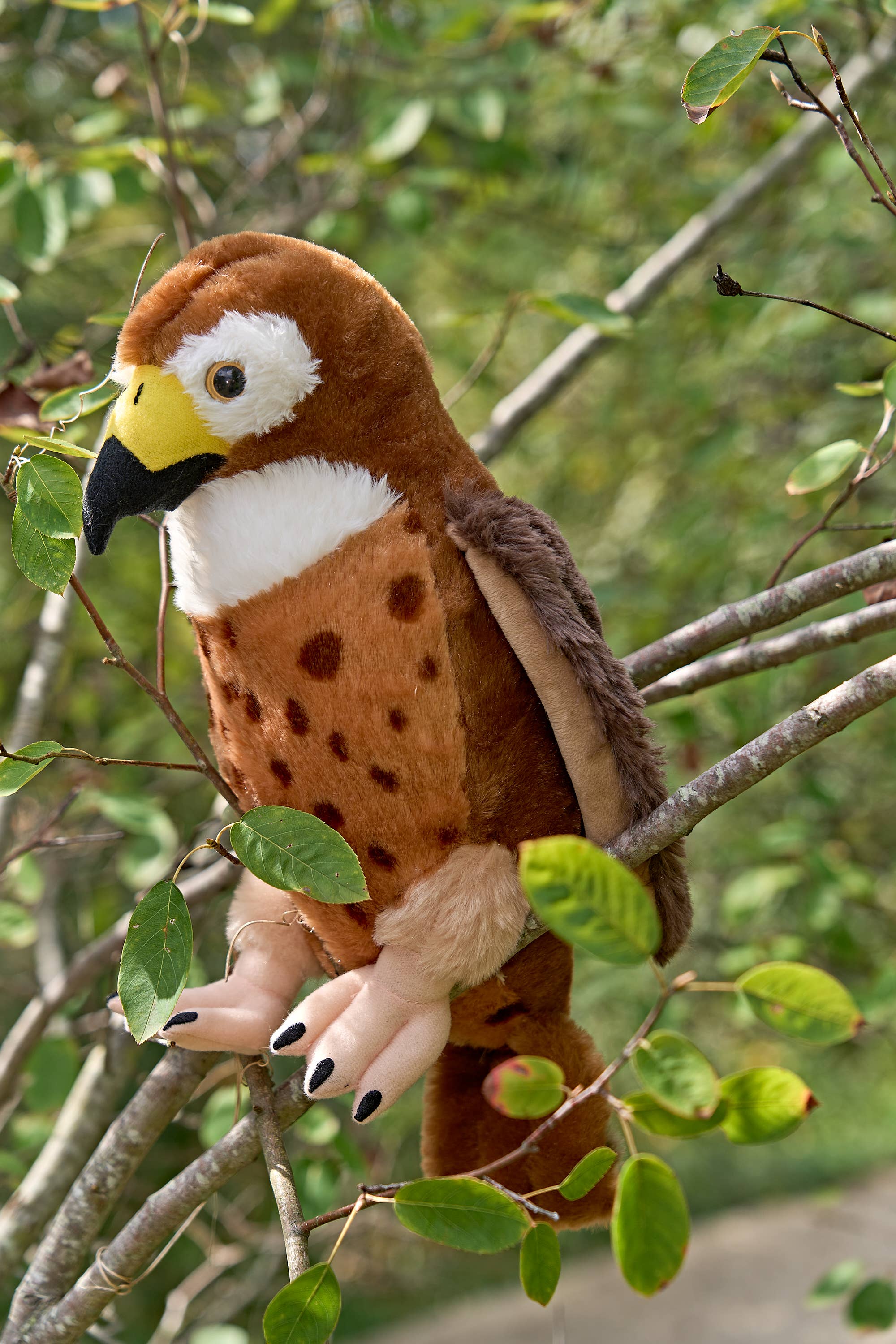 The Petting Zoo - Wholesale Stuffed/Plush Toy - Kids & Baby - 12" (30cm) Wild Onez Red-tailed Hawk Hawk Bird wild life2