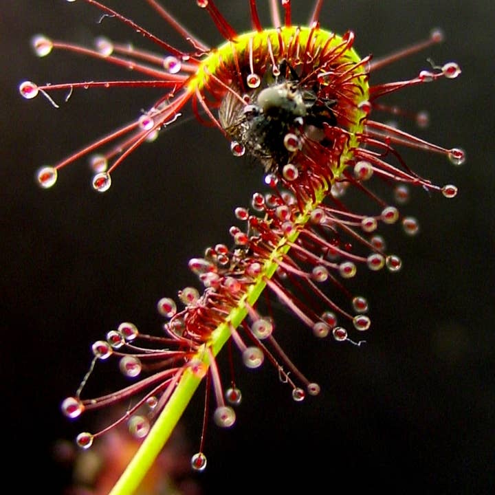 Drosera Capensis (Cape Sundew). 2-3 inch starter plant. for wholesale by Dick's Sticks and Exotics