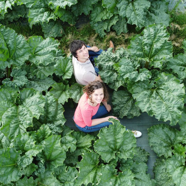 COUR RHEOUM - Wholesale Wellness Juice/Tonic - Rhubarb truth3