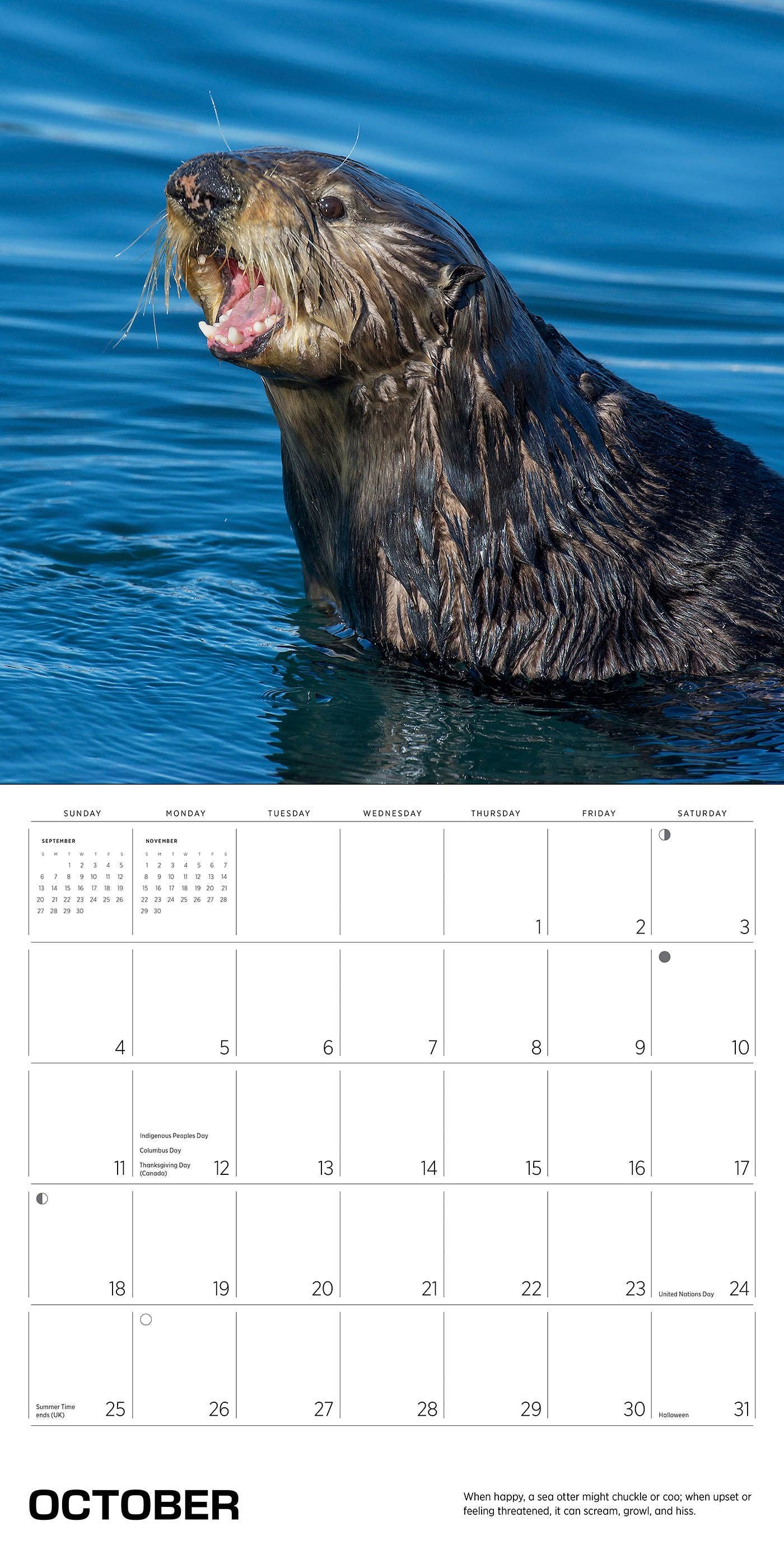 Pomegranate – wholesale Calendar – Sea Otters: Photographs by Tom and Pat Leeson 2026 Wall Calendar5