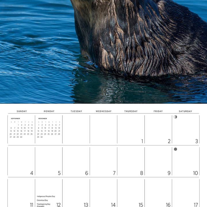 Pomegranate – wholesale Calendar – Sea Otters: Photographs by Tom and Pat Leeson 2026 Wall Calendar5