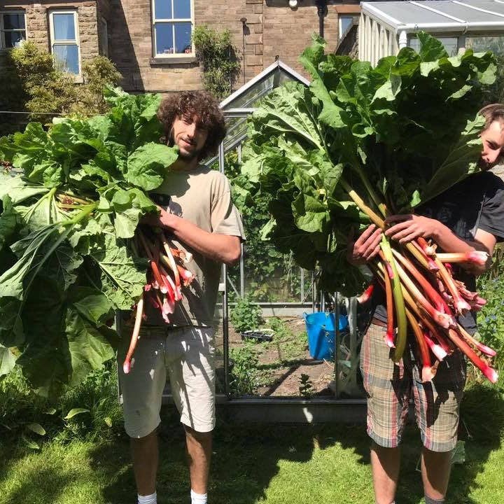 Fruits of the Forage – wholesale Konserver – Rabarber Chili Jam1