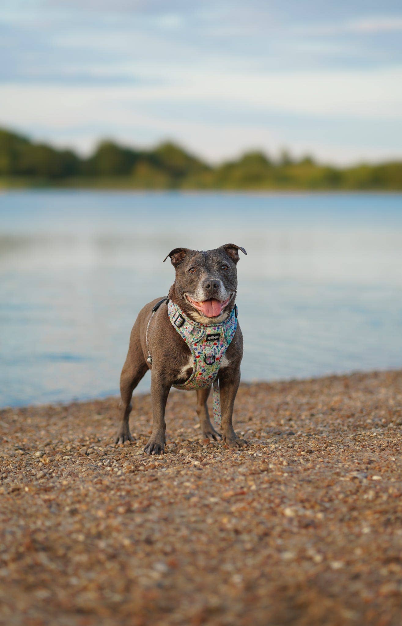 The aDoraBle Pooch Company - Wholesale Tuig voor huisdieren - Hond - Hike & Go Lite™ Harnas - Wildflower Meadow17