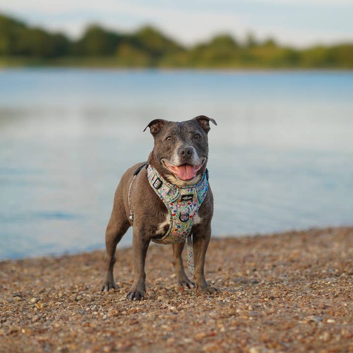 The aDoraBle Pooch Company - Wholesale Pet Harness - Dog - Hike & Go Lite™ Harness - Wildflower Meadow17