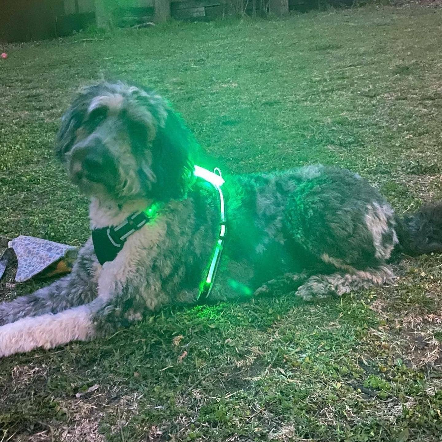 Puppy LED - Venta al por mayor Arnés - Perros - Arnés para perro con luces LED14